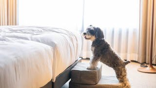 [Dog Friendly] スーペリア ツイン 禁煙