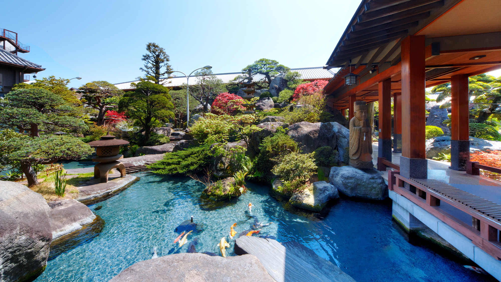 夏の日本庭園の池に鯉と赤い橋♪♪かもの親子