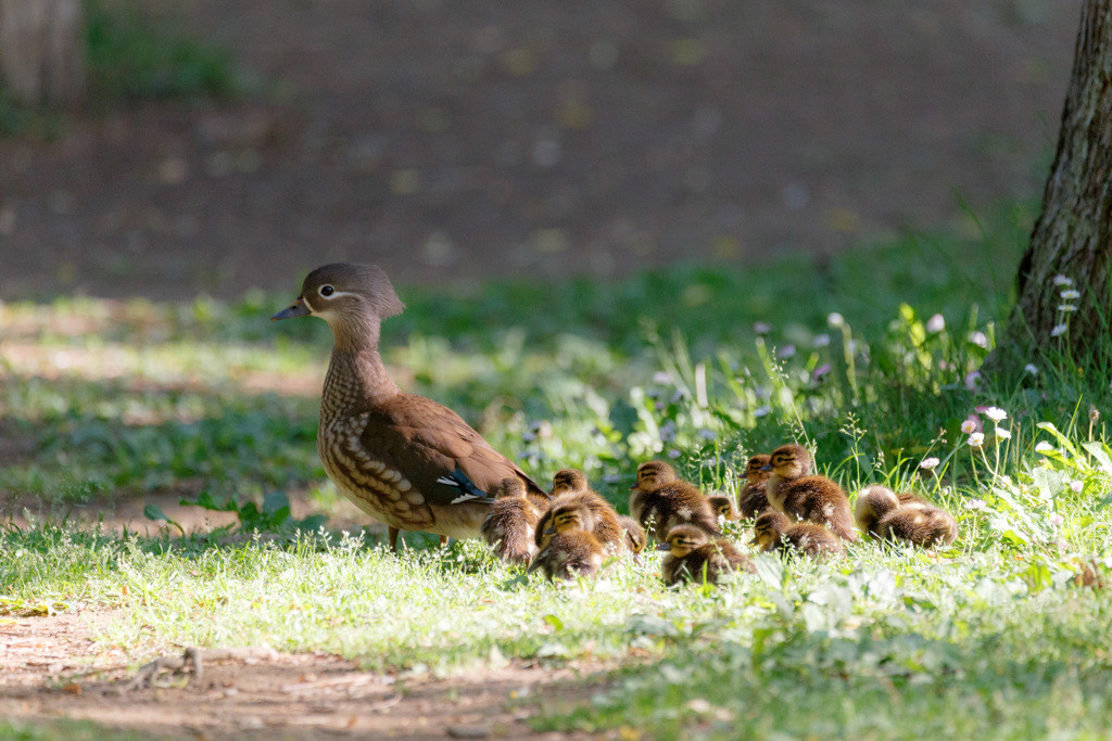 都心に残った原生林で癒される「円山公園」3968109