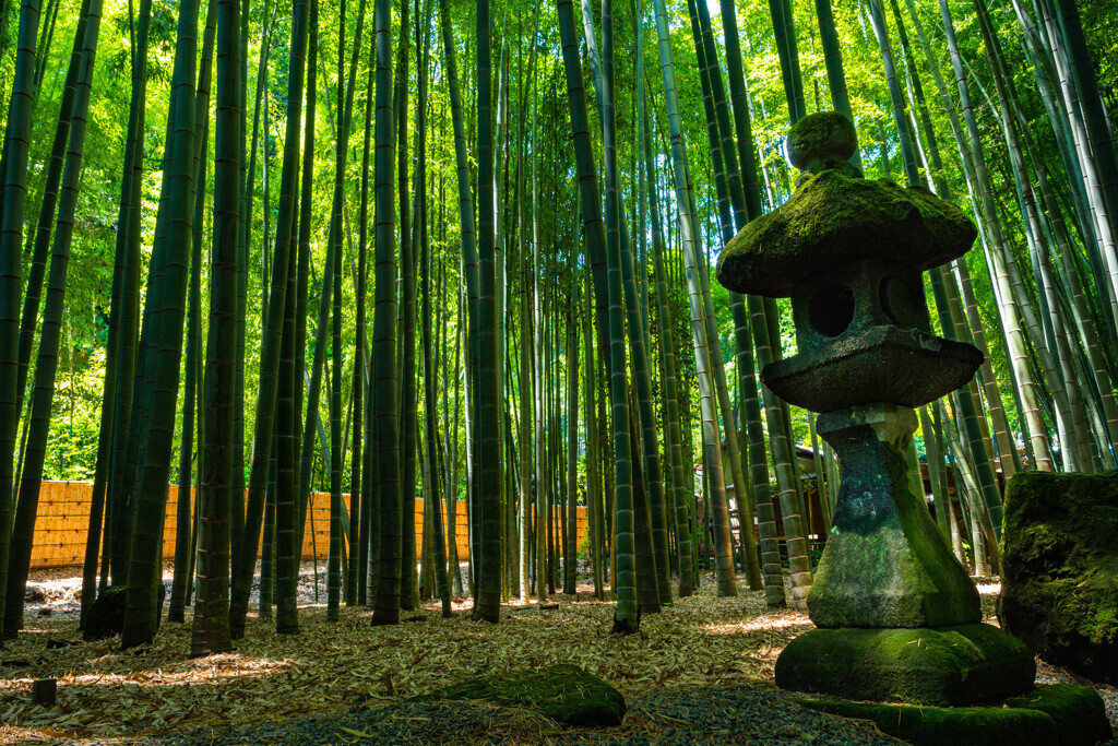 清々しい空気の竹林の中を、彼と一緒にお散歩しましょ♪2256575