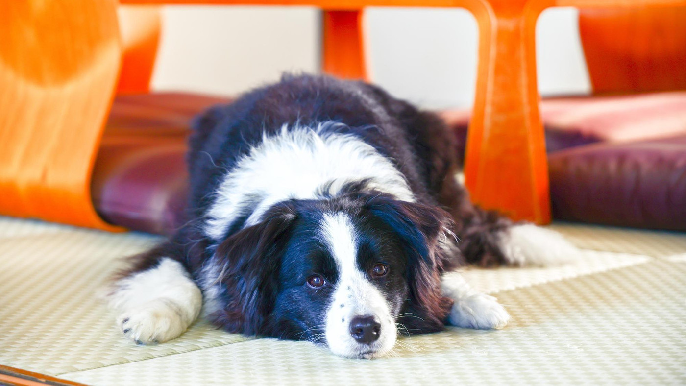 小春ちゃん4069496