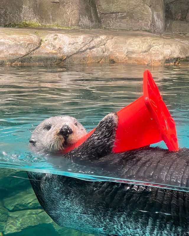 マリンワールド海の中道のラッコ