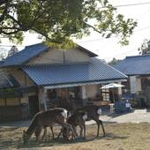 ザ・ディアパークイン（奈良県 ビジネスホテル） / 4