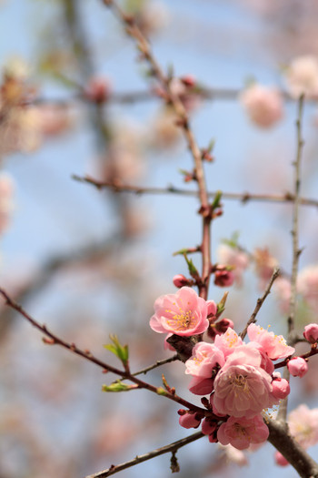 春には梅が綺麗な清田区でカフェを楽しもう！1473715