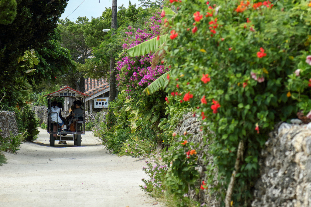 離島ならではのゆっくりした時が流れる竹富島3431552
