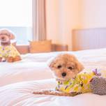 【函館】ペットも私も幸せ♡ペットと泊まれるおすすめホテル・旅館10選
