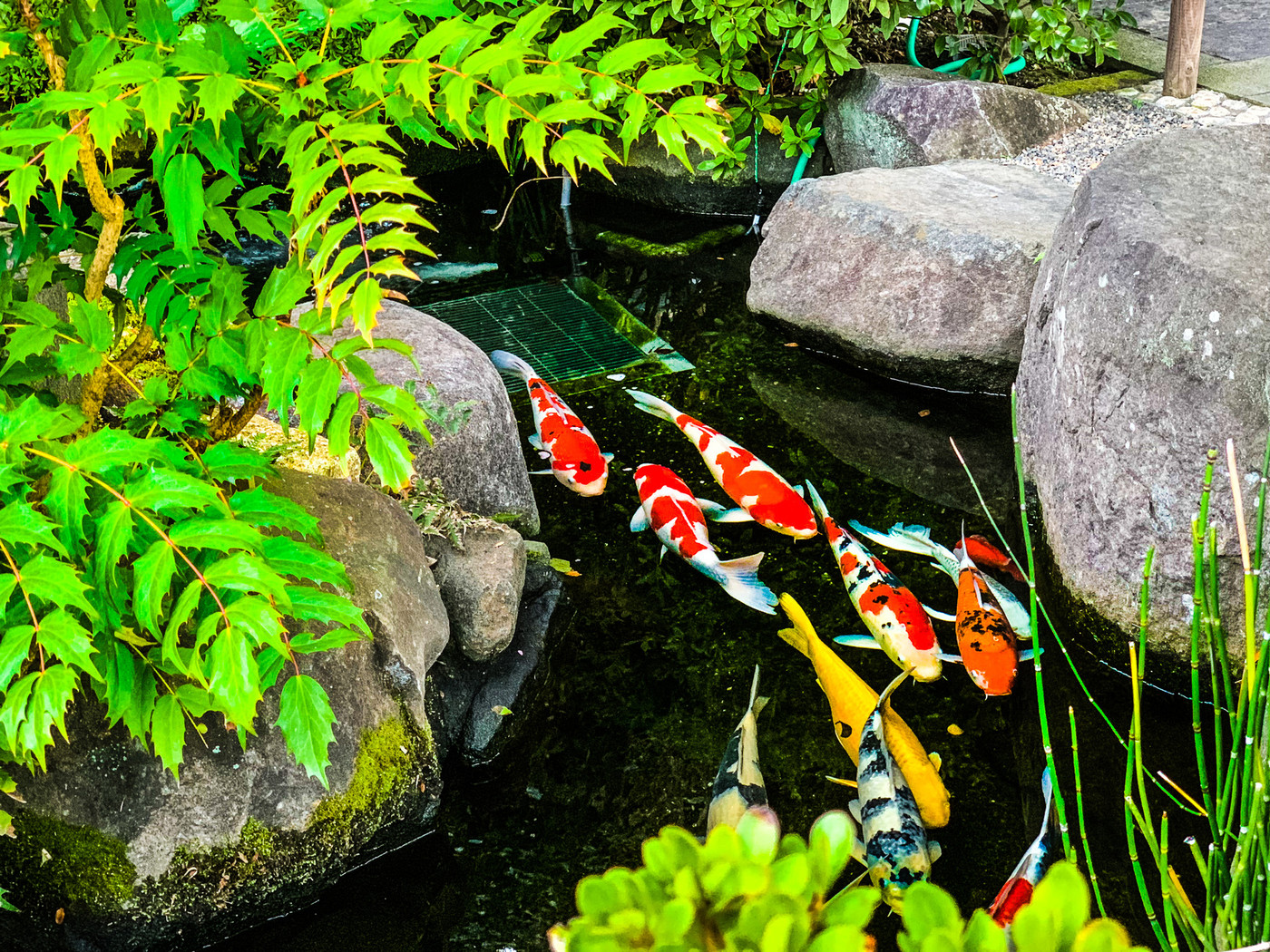 庭園にある池の鯉