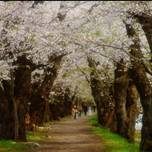 【秋田】春色の絶景が待つ角館へ。お花見に最適なホテル・旅館5選