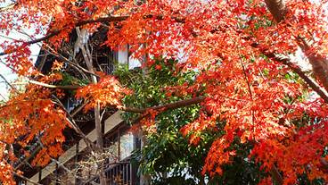 Appearance (autumn leaves) / 2