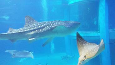 観光スポット / 7