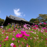 季節の花々を愛でる。奈良のお花の名所8選