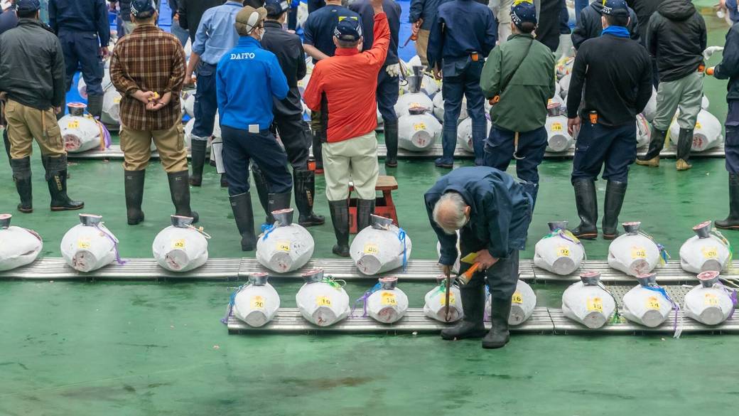 豊洲市場 マグロのせり / 4