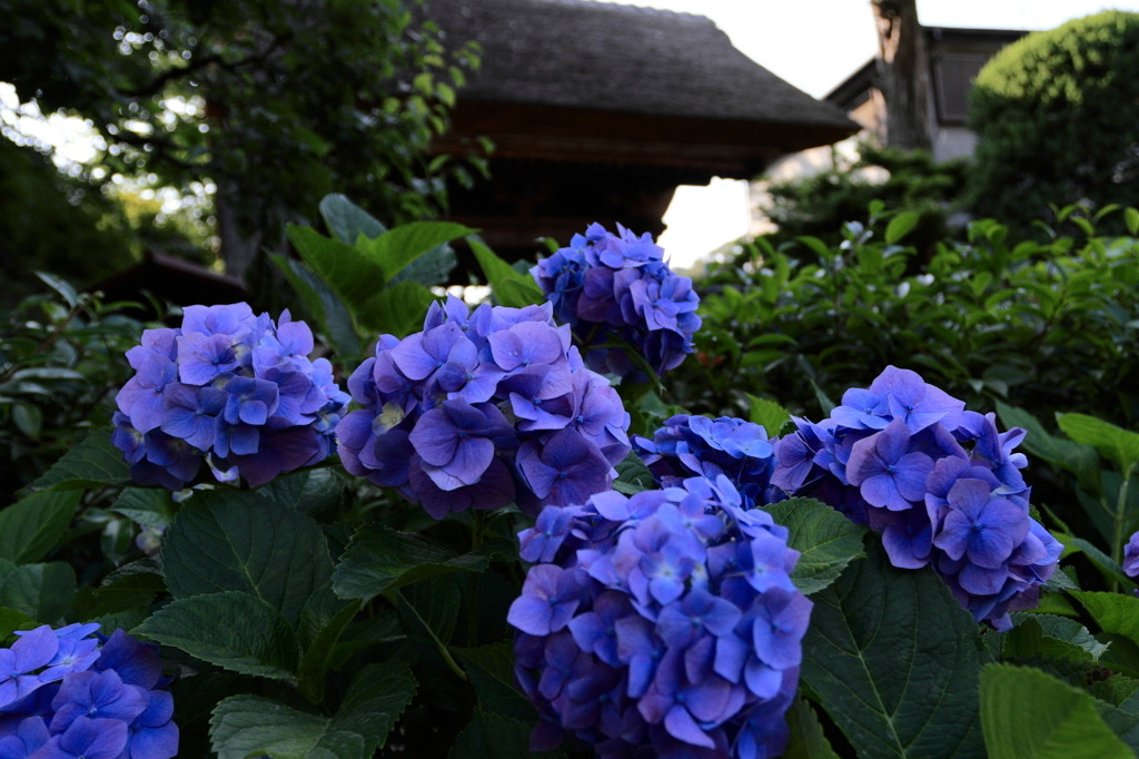 極楽寺38429