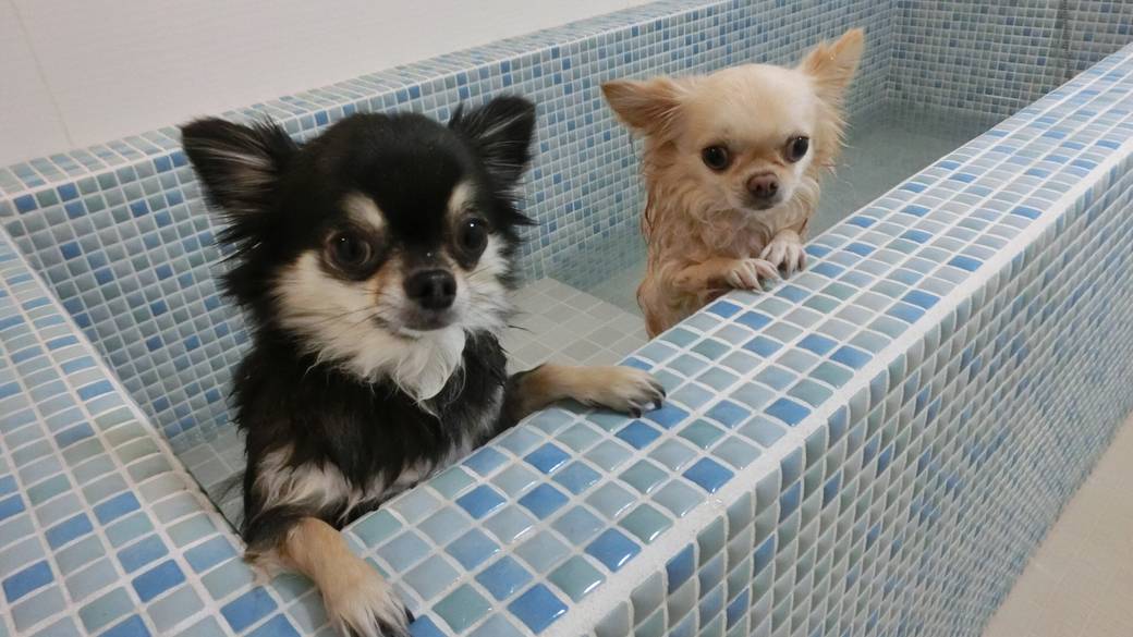 ドッグスパの湯船② / 2