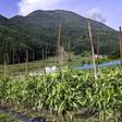 旅館 わらび野