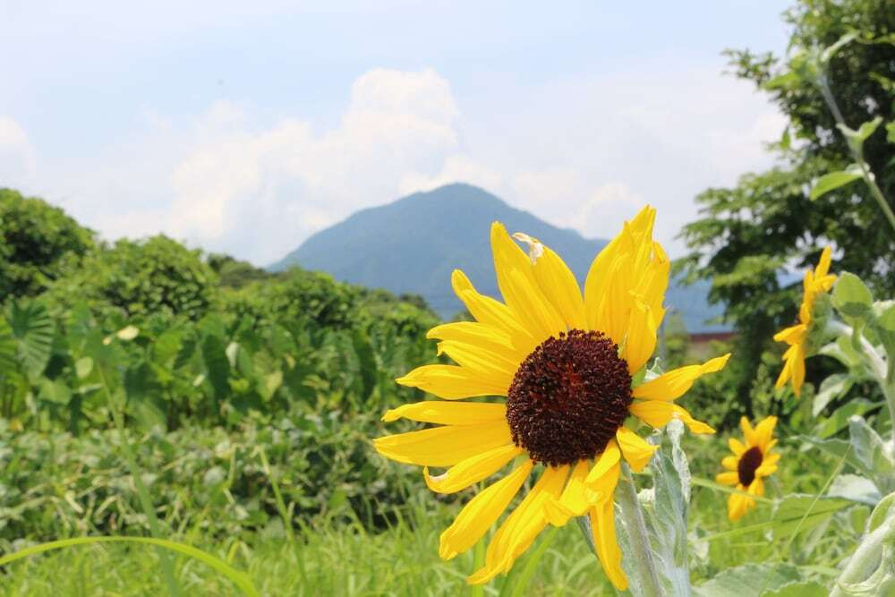 マウンテン ビュー