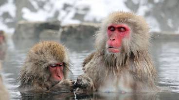 ゲーム ビューイング / 4