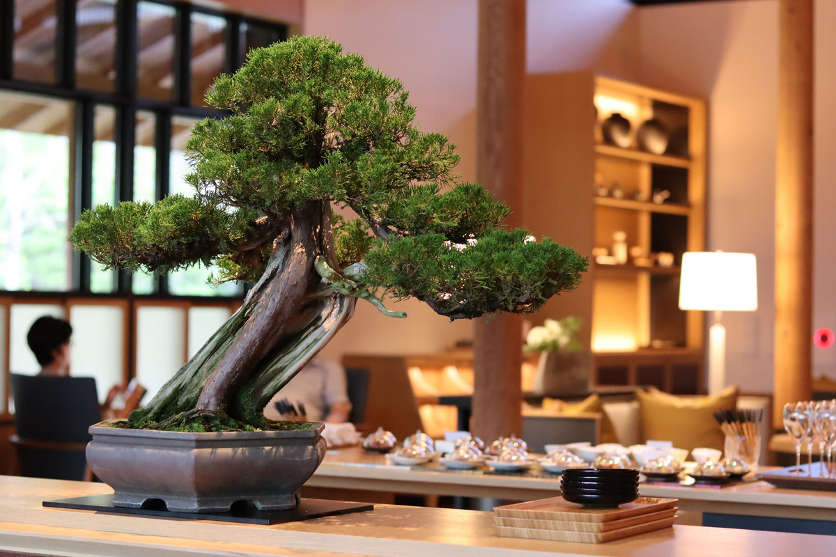 sorami_kyotoさんの写真 / 2