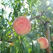 世界遺産の隠れ宿 果実の森（岩手県 旅館） / 5