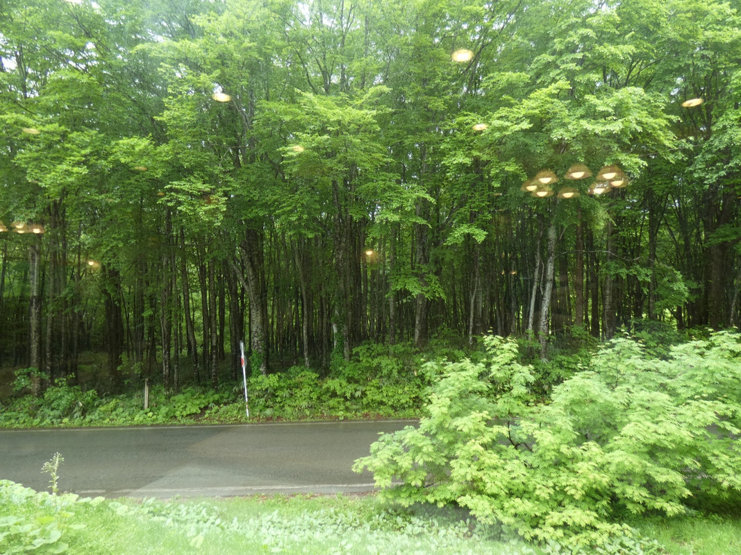 休暇村乳頭温泉郷前のブナ林