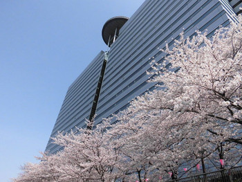 桜の絶景スポット!散策の終点「目黒雅叙園アルコタワー」へ1014545