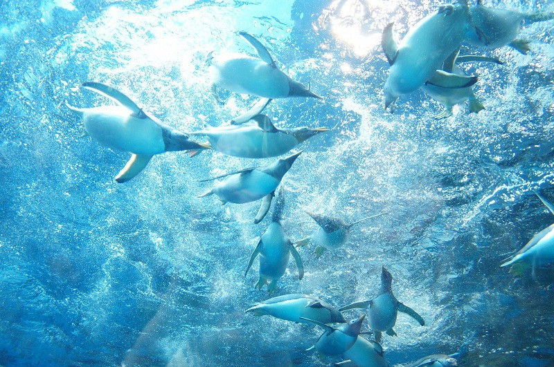 下関市立しものせき水族館「海響館」1323000