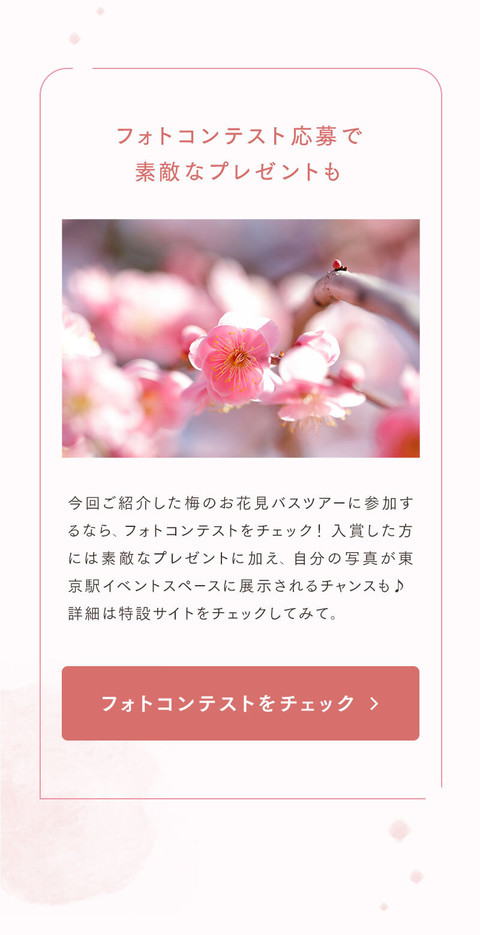 梅の花の香りに誘われて。幻想的なお花見 - 15