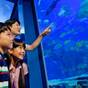 【鳥羽水族館チケット付きプラン】飼育種類“日本一”「鳥羽旅」のファミリーみんなの思い出作りに◎ | 鳥羽ビューホテル 花真珠