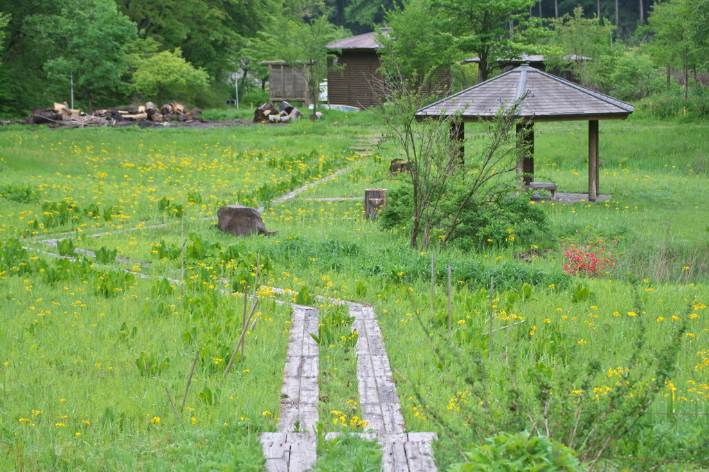 可憐でカラフルな山野草を見つけながら里山を歩いて、春の訪れを実感4081809