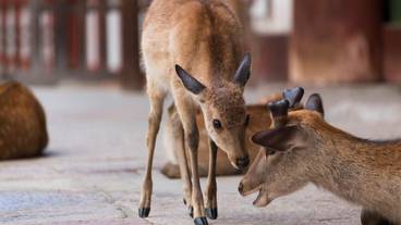 奈良公園周辺の鹿② / 1