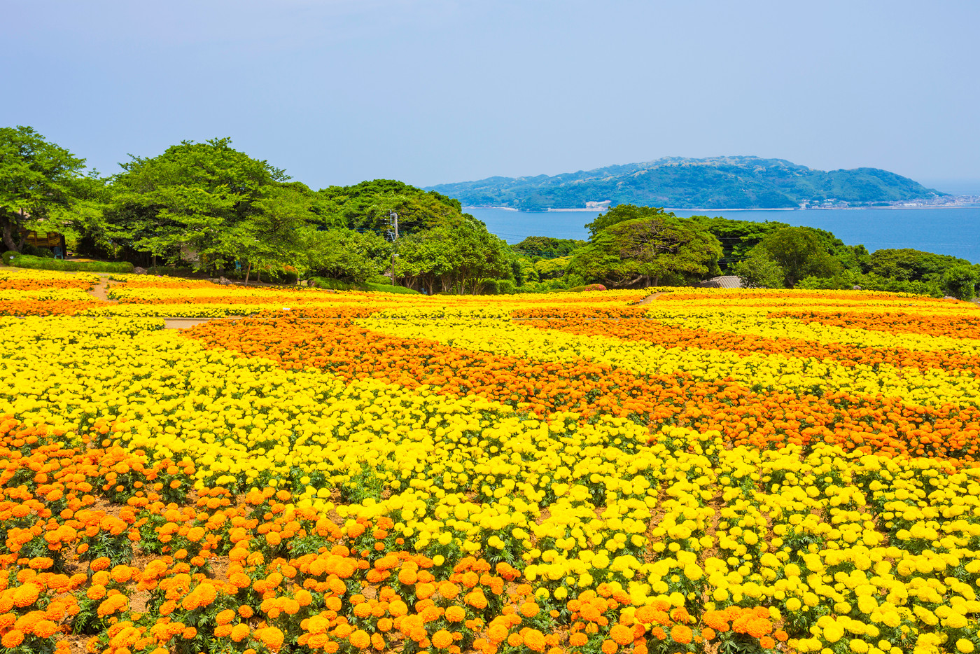 能古島の花畑  マリーゴールド