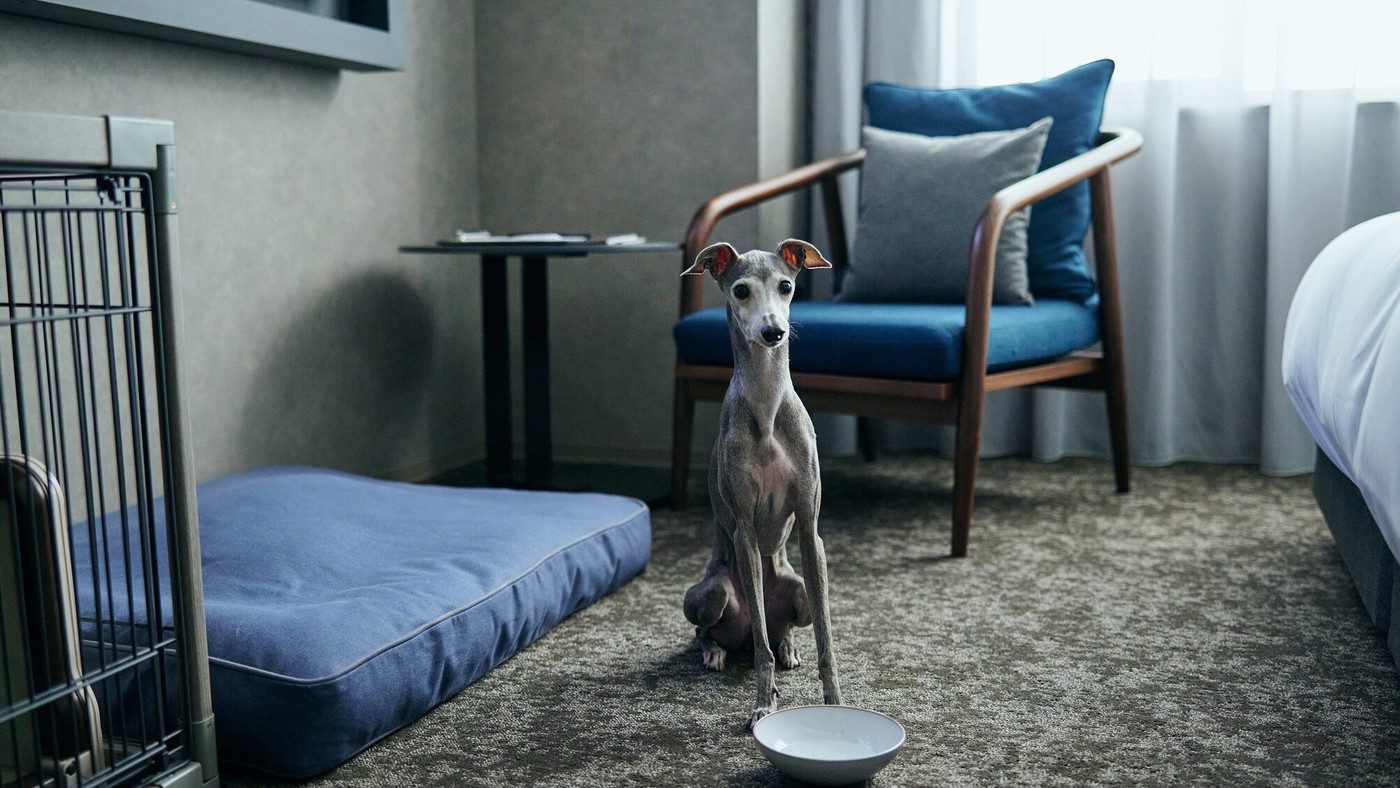 おしゃれホテルに泊まって愛犬と京都散策4263862