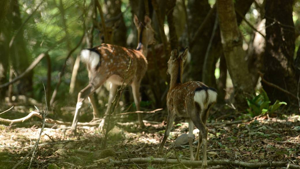 裏山には鹿がくることも / 5