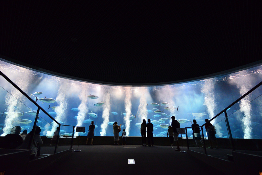 葛西臨海水族園でたくさんの海の生き物を楽しもう！1499123
