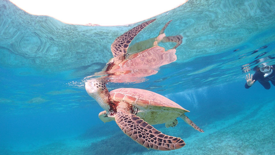 島時間を満喫できるホテル3476378