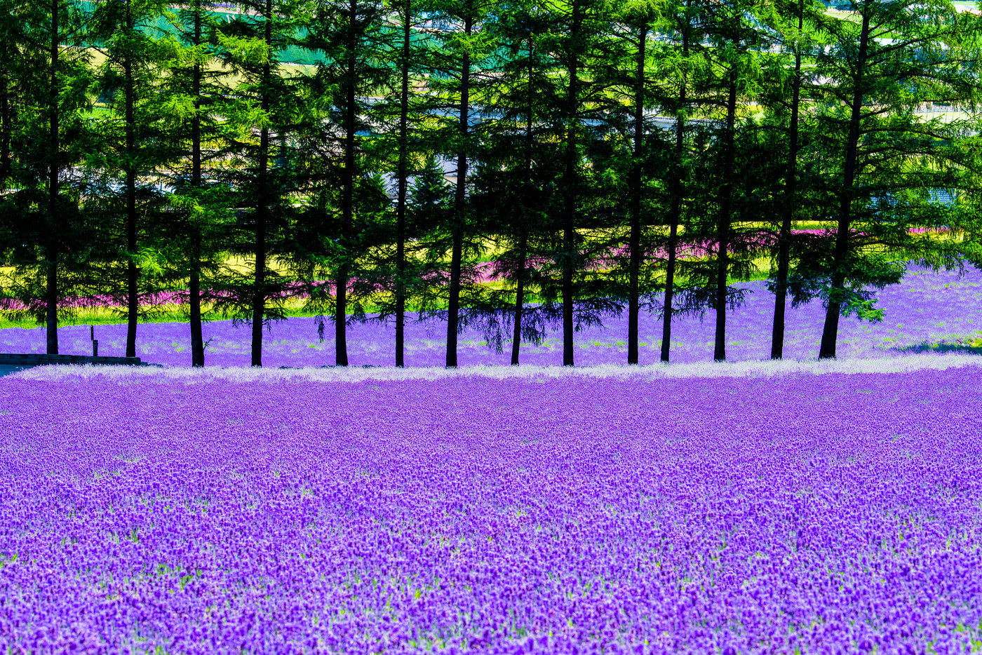 北海道富良野町 夏のファーム富田　ラベンダー畑と並木