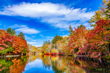 Autumn leaves at Unba Pond [Nagano Karuizawa].