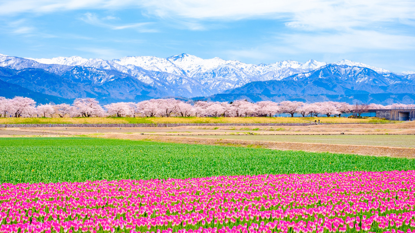 あさひ舟川 春の四重奏