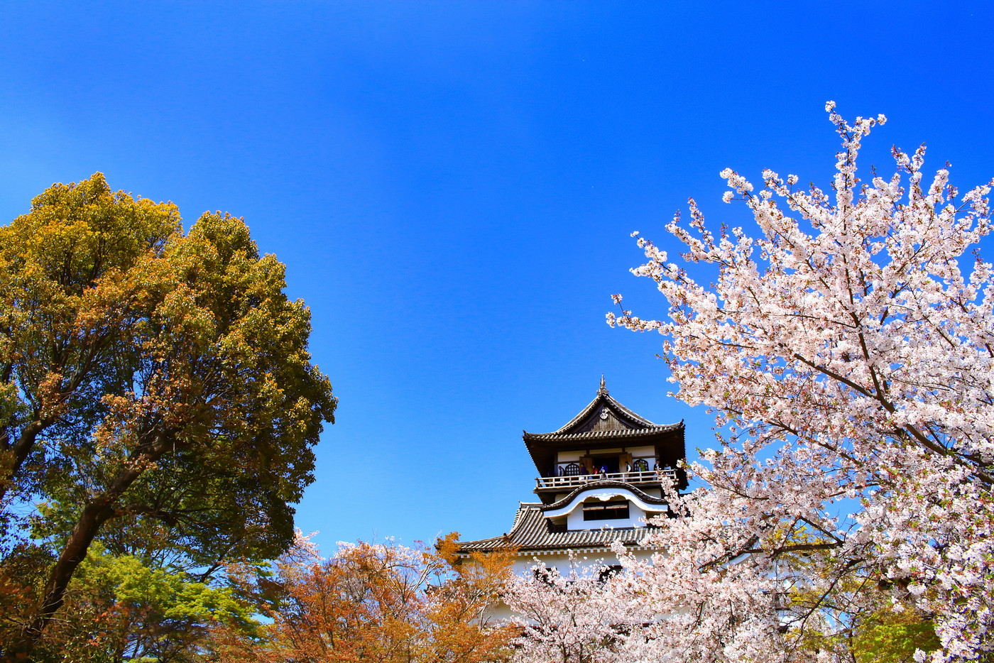 春の犬山市、犬山城と桜の風景