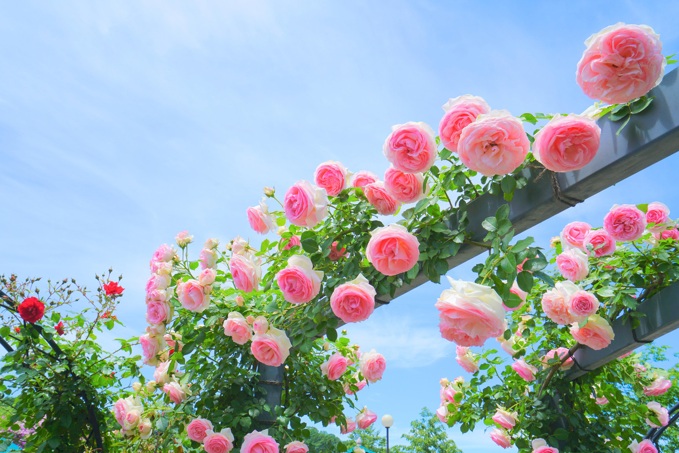 バラ園、長岡市、新潟県、日本