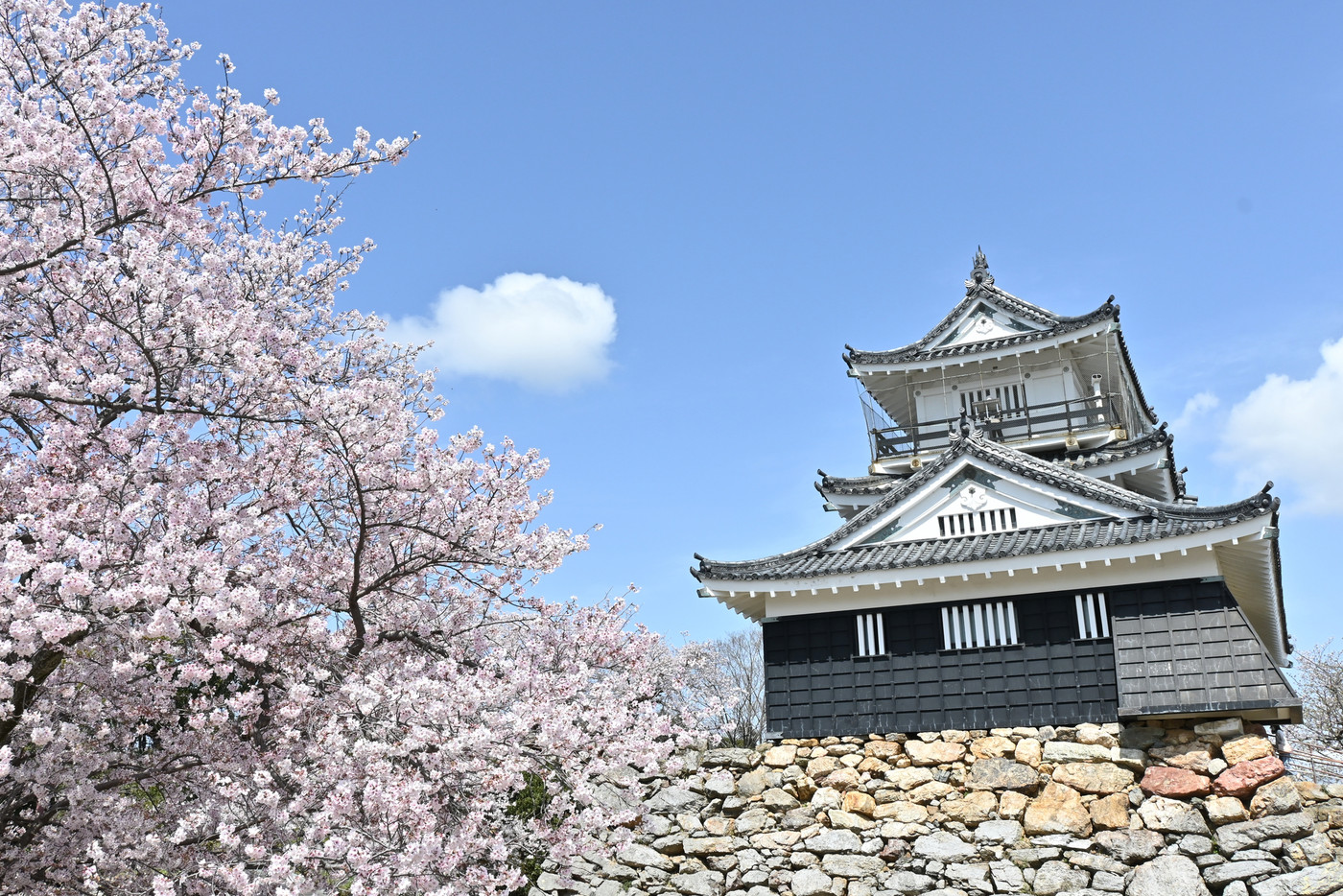 「浜松城」へ散策3546543