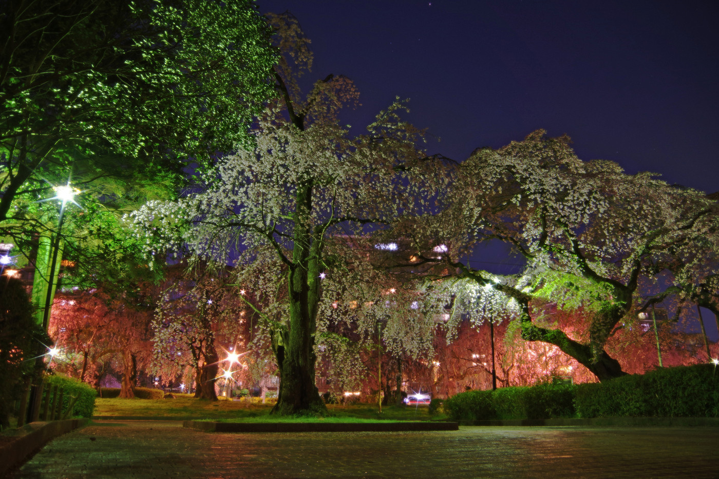 夜桜