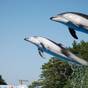 【下田海中水族館入場券付】イルカと遊べる人気の施設!お部屋食/庭園付露天風呂客室 | 里山の別邸 下田セントラルホテル