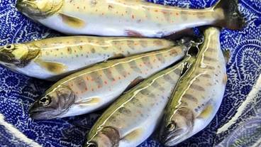 旅館のお食事処 / 8