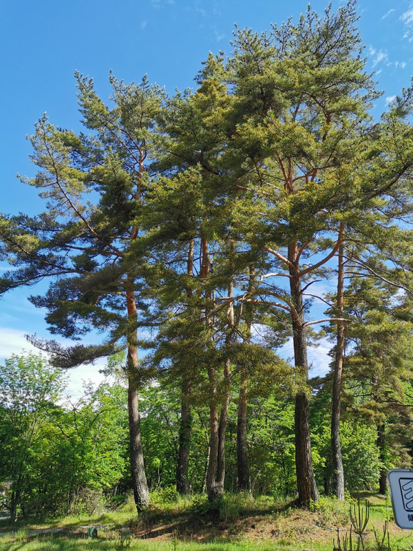 蓼科グリーンバレー