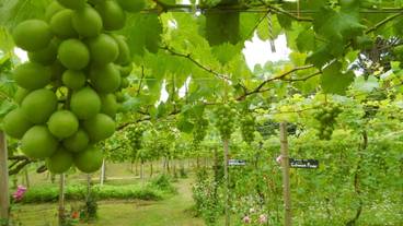 施設の敷地 / 20