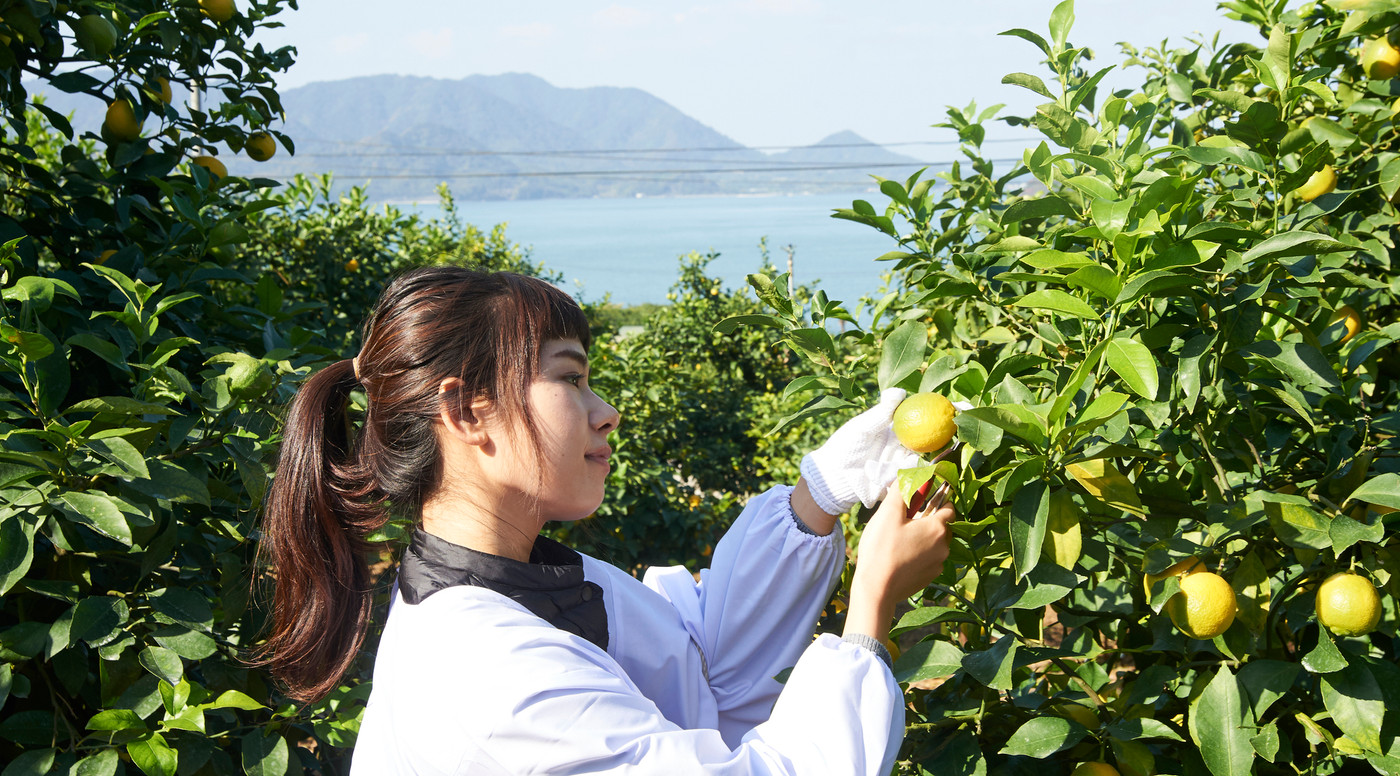 レモンを収穫をする女性