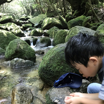 屋久島の白谷雲水峡にて水分補給は小川の水！