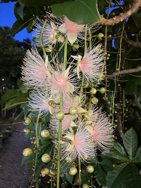 夜のサガリバナ