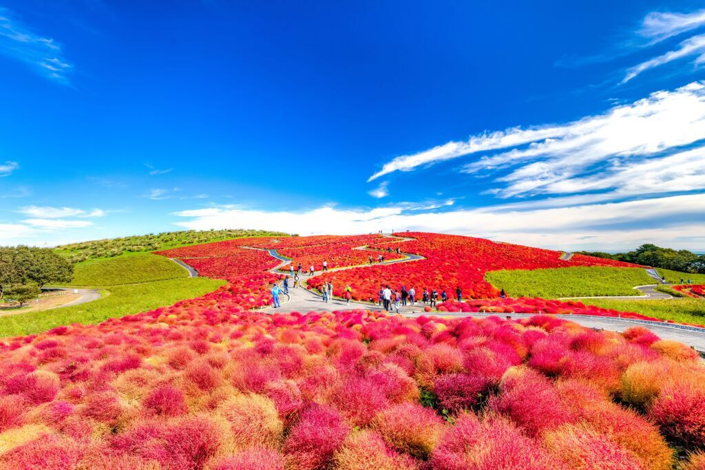 コキアの世界